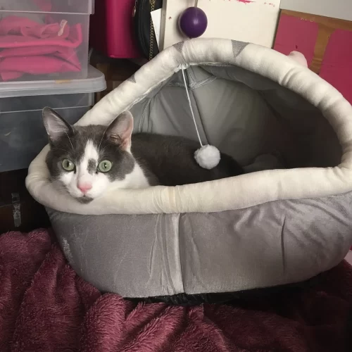Pet Tent Cave Bed for Cats Small Dogs Self-Warming Cat Tent Bed Cat Hut Comfortable Pet Sleeping Bed Foldable Removable Washable photo review