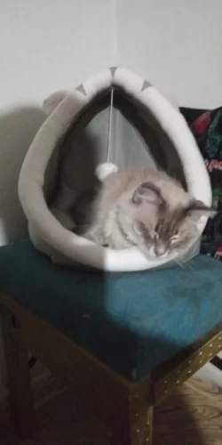 Pet Tent Cave Bed for Cats Small Dogs Self-Warming Cat Tent Bed Cat Hut Comfortable Pet Sleeping Bed Foldable Removable Washable photo review