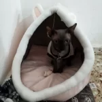 Pet Tent Cave Bed for Cats Small Dogs Self-Warming Cat Tent Bed Cat Hut Comfortable Pet Sleeping Bed Foldable Removable Washable photo review