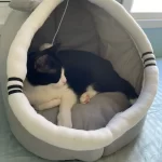 Pet Tent Cave Bed for Cats Small Dogs Self-Warming Cat Tent Bed Cat Hut Comfortable Pet Sleeping Bed Foldable Removable Washable photo review