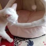 Pet Tent Cave Bed for Cats Small Dogs Self-Warming Cat Tent Bed Cat Hut Comfortable Pet Sleeping Bed Foldable Removable Washable photo review