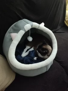 Pet Tent Cave Bed for Cats Small Dogs Self-Warming Cat Tent Bed Cat Hut Comfortable Pet Sleeping Bed Foldable Removable Washable photo review