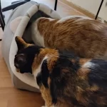 Pet Tent Cave Bed for Cats Small Dogs Self-Warming Cat Tent Bed Cat Hut Comfortable Pet Sleeping Bed Foldable Removable Washable photo review