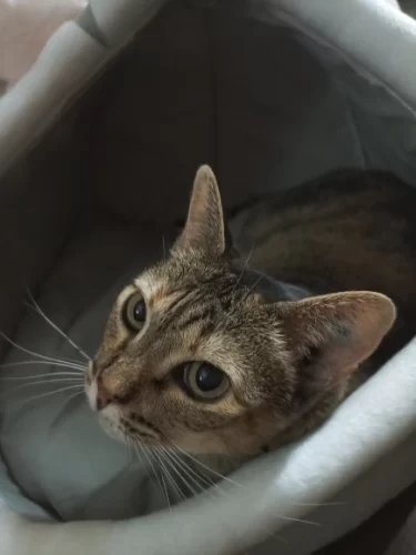 Pet Tent Cave Bed for Cats Small Dogs Self-Warming Cat Tent Bed Cat Hut Comfortable Pet Sleeping Bed Foldable Removable Washable photo review