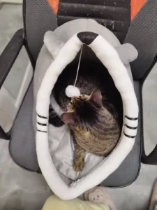 Pet Tent Cave Bed for Cats Small Dogs Self-Warming Cat Tent Bed Cat Hut Comfortable Pet Sleeping Bed Foldable Removable Washable photo review
