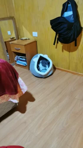 Pet Tent Cave Bed for Cats Small Dogs Self-Warming Cat Tent Bed Cat Hut Comfortable Pet Sleeping Bed Foldable Removable Washable photo review