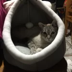 Pet Tent Cave Bed for Cats Small Dogs Self-Warming Cat Tent Bed Cat Hut Comfortable Pet Sleeping Bed Foldable Removable Washable photo review
