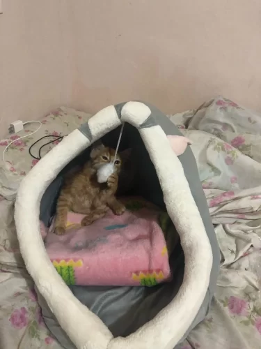 Pet Tent Cave Bed for Cats Small Dogs Self-Warming Cat Tent Bed Cat Hut Comfortable Pet Sleeping Bed Foldable Removable Washable photo review