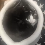 Pet Tent Cave Bed for Cats Small Dogs Self-Warming Cat Tent Bed Cat Hut Comfortable Pet Sleeping Bed Foldable Removable Washable photo review
