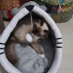 Pet Tent Cave Bed for Cats Small Dogs Self-Warming Cat Tent Bed Cat Hut Comfortable Pet Sleeping Bed Foldable Removable Washable photo review