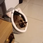 Pet Tent Cave Bed for Cats Small Dogs Self-Warming Cat Tent Bed Cat Hut Comfortable Pet Sleeping Bed Foldable Removable Washable photo review
