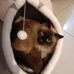Pet Tent Cave Bed for Cats Small Dogs Self-Warming Cat Tent Bed Cat Hut Comfortable Pet Sleeping Bed Foldable Removable Washable photo review