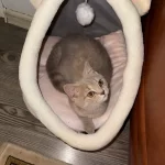 Pet Tent Cave Bed for Cats Small Dogs Self-Warming Cat Tent Bed Cat Hut Comfortable Pet Sleeping Bed Foldable Removable Washable photo review