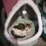 Pet Tent Cave Bed for Cats Small Dogs Self-Warming Cat Tent Bed Cat Hut Comfortable Pet Sleeping Bed Foldable Removable Washable photo review