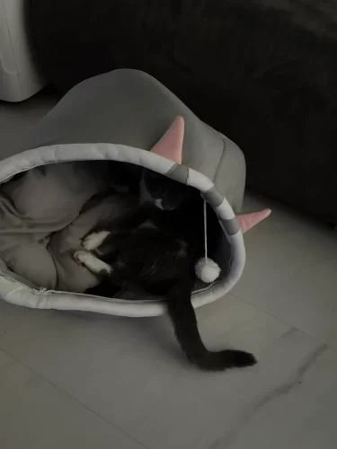 Pet Tent Cave Bed for Cats Small Dogs Self-Warming Cat Tent Bed Cat Hut Comfortable Pet Sleeping Bed Foldable Removable Washable photo review