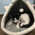 Pet Tent Cave Bed for Cats Small Dogs Self-Warming Cat Tent Bed Cat Hut Comfortable Pet Sleeping Bed Foldable Removable Washable photo review