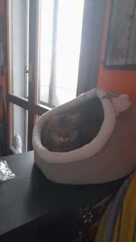 Pet Tent Cave Bed for Cats Small Dogs Self-Warming Cat Tent Bed Cat Hut Comfortable Pet Sleeping Bed Foldable Removable Washable photo review