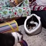 Pet Tent Cave Bed for Cats Small Dogs Self-Warming Cat Tent Bed Cat Hut Comfortable Pet Sleeping Bed Foldable Removable Washable photo review
