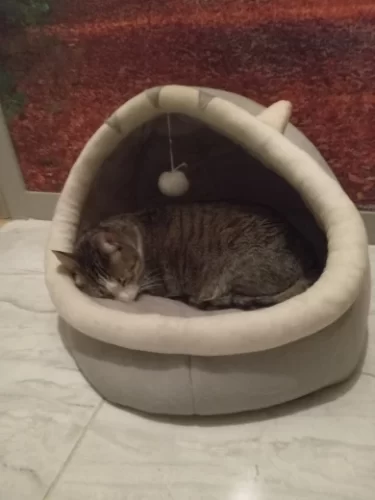Pet Tent Cave Bed for Cats Small Dogs Self-Warming Cat Tent Bed Cat Hut Comfortable Pet Sleeping Bed Foldable Removable Washable photo review