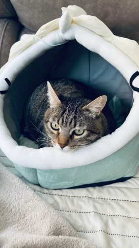 Pet Tent Cave Bed for Cats Small Dogs Self-Warming Cat Tent Bed Cat Hut Comfortable Pet Sleeping Bed Foldable Removable Washable photo review
