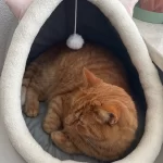 Pet Tent Cave Bed for Cats Small Dogs Self-Warming Cat Tent Bed Cat Hut Comfortable Pet Sleeping Bed Foldable Removable Washable photo review