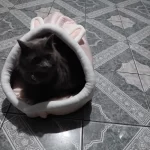 Pet Tent Cave Bed for Cats Small Dogs Self-Warming Cat Tent Bed Cat Hut Comfortable Pet Sleeping Bed Foldable Removable Washable photo review