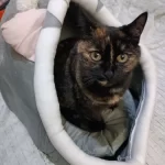 Pet Tent Cave Bed for Cats Small Dogs Self-Warming Cat Tent Bed Cat Hut Comfortable Pet Sleeping Bed Foldable Removable Washable photo review