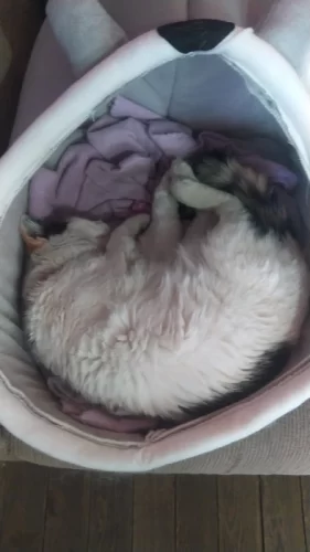 Pet Tent Cave Bed for Cats Small Dogs Self-Warming Cat Tent Bed Cat Hut Comfortable Pet Sleeping Bed Foldable Removable Washable photo review