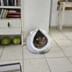 Pet Tent Cave Bed for Cats Small Dogs Self-Warming Cat Tent Bed Cat Hut Comfortable Pet Sleeping Bed Foldable Removable Washable photo review