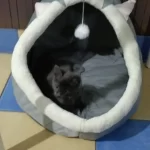 Pet Tent Cave Bed for Cats Small Dogs Self-Warming Cat Tent Bed Cat Hut Comfortable Pet Sleeping Bed Foldable Removable Washable photo review