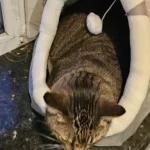 Pet Tent Cave Bed for Cats Small Dogs Self-Warming Cat Tent Bed Cat Hut Comfortable Pet Sleeping Bed Foldable Removable Washable photo review