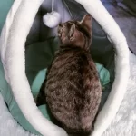 Pet Tent Cave Bed for Cats Small Dogs Self-Warming Cat Tent Bed Cat Hut Comfortable Pet Sleeping Bed Foldable Removable Washable photo review