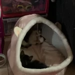 Pet Tent Cave Bed for Cats Small Dogs Self-Warming Cat Tent Bed Cat Hut Comfortable Pet Sleeping Bed Foldable Removable Washable photo review