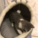 Pet Tent Cave Bed for Cats Small Dogs Self-Warming Cat Tent Bed Cat Hut Comfortable Pet Sleeping Bed Foldable Removable Washable photo review