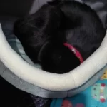 Pet Tent Cave Bed for Cats Small Dogs Self-Warming Cat Tent Bed Cat Hut Comfortable Pet Sleeping Bed Foldable Removable Washable photo review