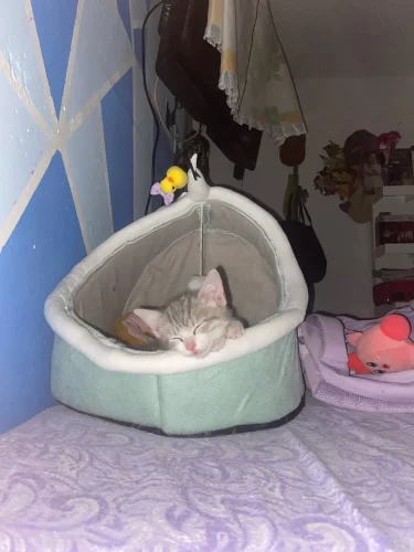 Pet Tent Cave Bed for Cats Small Dogs Self-Warming Cat Tent Bed Cat Hut Comfortable Pet Sleeping Bed Foldable Removable Washable photo review