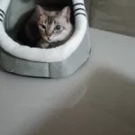 Pet Tent Cave Bed for Cats Small Dogs Self-Warming Cat Tent Bed Cat Hut Comfortable Pet Sleeping Bed Foldable Removable Washable photo review