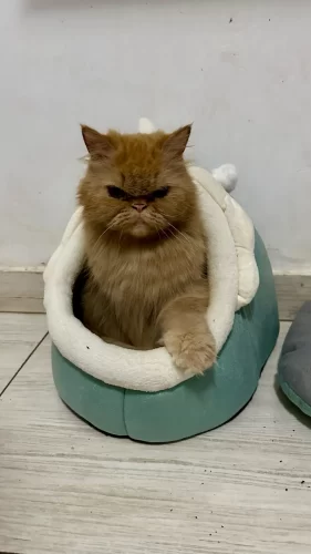 Pet Tent Cave Bed for Cats Small Dogs Self-Warming Cat Tent Bed Cat Hut Comfortable Pet Sleeping Bed Foldable Removable Washable photo review