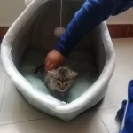 Pet Tent Cave Bed for Cats Small Dogs Self-Warming Cat Tent Bed Cat Hut Comfortable Pet Sleeping Bed Foldable Removable Washable photo review