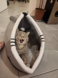 Pet Tent Cave Bed for Cats Small Dogs Self-Warming Cat Tent Bed Cat Hut Comfortable Pet Sleeping Bed Foldable Removable Washable photo review