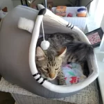 Cat Toys | Mouse Shape toys | Foldable Cat Toys । Cat & Dog Toys | ATOZBY photo review
