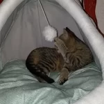 Pet Tent Cave Bed for Cats Small Dogs Self-Warming Cat Tent Bed Cat Hut Comfortable Pet Sleeping Bed Foldable Removable Washable photo review