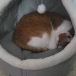 Pet Tent Cave Bed for Cats Small Dogs Self-Warming Cat Tent Bed Cat Hut Comfortable Pet Sleeping Bed Foldable Removable Washable photo review