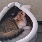 Pet Tent Cave Bed for Cats Small Dogs Self-Warming Cat Tent Bed Cat Hut Comfortable Pet Sleeping Bed Foldable Removable Washable photo review