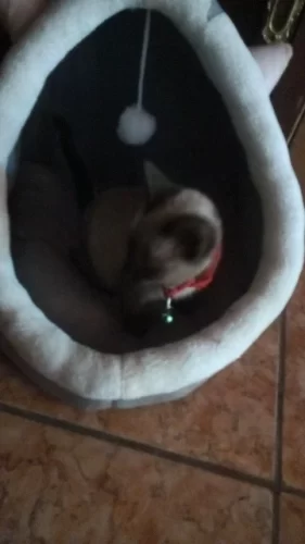 Pet Tent Cave Bed for Cats Small Dogs Self-Warming Cat Tent Bed Cat Hut Comfortable Pet Sleeping Bed Foldable Removable Washable photo review
