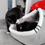 Pet Tent Cave Bed for Cats Small Dogs Self-Warming Cat Tent Bed Cat Hut Comfortable Pet Sleeping Bed Foldable Removable Washable photo review