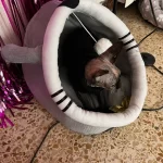 Pet Tent Cave Bed for Cats Small Dogs Self-Warming Cat Tent Bed Cat Hut Comfortable Pet Sleeping Bed Foldable Removable Washable photo review