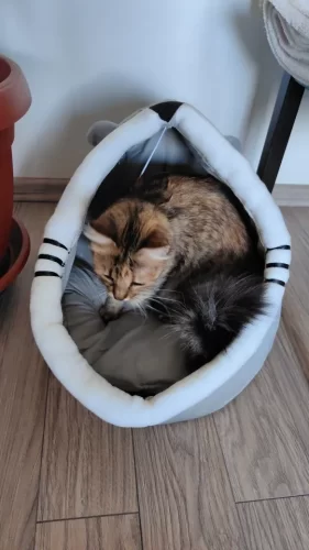 Pet Tent Cave Bed for Cats Small Dogs Self-Warming Cat Tent Bed Cat Hut Comfortable Pet Sleeping Bed Foldable Removable Washable photo review