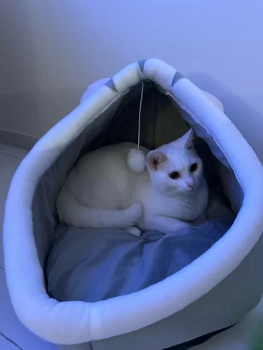 Pet Tent Cave Bed for Cats Small Dogs Self-Warming Cat Tent Bed Cat Hut Comfortable Pet Sleeping Bed Foldable Removable Washable photo review
