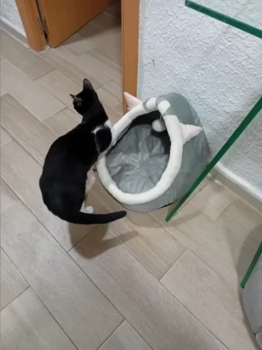 Pet Tent Cave Bed for Cats Small Dogs Self-Warming Cat Tent Bed Cat Hut Comfortable Pet Sleeping Bed Foldable Removable Washable photo review